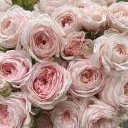 ヒメ日記 2025/07/24 01:21 投稿 遠藤 優里 超LEXUS