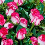 ヒメ日記 2025/07/25 17:02 投稿 遠藤 優里 超LEXUS