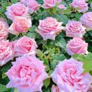 ヒメ日記 2025/08/02 17:01 投稿 遠藤 優里 超LEXUS