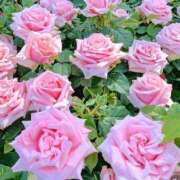 ヒメ日記 2025/08/03 01:01 投稿 遠藤 優里 超LEXUS