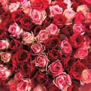 ヒメ日記 2025/08/09 01:43 投稿 遠藤 優里 超LEXUS