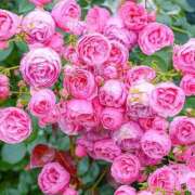 ヒメ日記 2025/08/21 16:31 投稿 遠藤 優里 超LEXUS