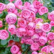 ヒメ日記 2025/08/22 01:21 投稿 遠藤 優里 超LEXUS