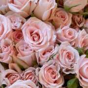 ヒメ日記 2025/08/24 17:01 投稿 遠藤 優里 超LEXUS