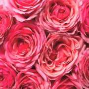 ヒメ日記 2025/09/07 01:51 投稿 遠藤 優里 超LEXUS