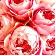 ヒメ日記 2025/09/14 01:41 投稿 遠藤 優里 超LEXUS