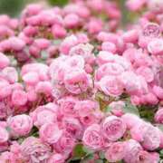 ヒメ日記 2025/10/04 02:11 投稿 遠藤 優里 超LEXUS