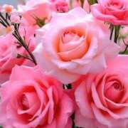 ヒメ日記 2025/10/06 01:41 投稿 遠藤 優里 超LEXUS