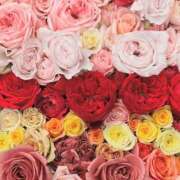 ヒメ日記 2025/10/19 01:41 投稿 遠藤 優里 超LEXUS