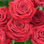 ヒメ日記 2025/10/20 01:21 投稿 遠藤 優里 超LEXUS