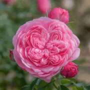 ヒメ日記 2025/12/07 00:51 投稿 遠藤 優里 超LEXUS