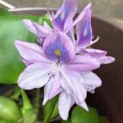 ヒメ日記 2025/12/28 00:31 投稿 遠藤 優里 超LEXUS