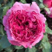 ヒメ日記 2026/02/08 00:31 投稿 遠藤 優里 超LEXUS