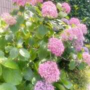 ヒメ日記 2025/06/20 17:12 投稿 いろは luxury spa 風雅