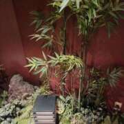 ことり 【お礼写メ日記】 熟女家 堺東店