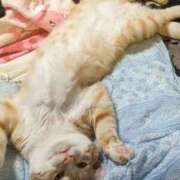 ヒメ日記 2024/12/12 06:44 投稿 あみ 美熟女倶楽部Hip's 春日部店