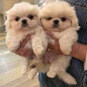 ヒメ日記 2025/01/17 18:54 投稿 あみ 美熟女倶楽部Hip's 春日部店