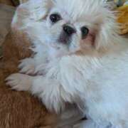 ヒメ日記 2025/04/01 13:05 投稿 あみ 美熟女倶楽部Hip's 春日部店