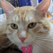 ヒメ日記 2025/06/16 19:30 投稿 あみ 美熟女倶楽部Hip's 春日部店