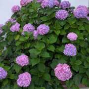 ヒメ日記 2025/07/08 09:54 投稿 あみ 美熟女倶楽部Hip's 春日部店