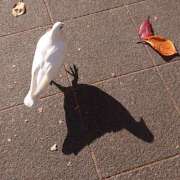 ヒメ日記 2024/12/11 23:12 投稿 高梨 ミセスの手ほどき