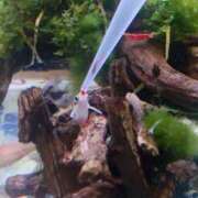 ヒメ日記 2025/01/10 23:52 投稿 高梨 ミセスの手ほどき