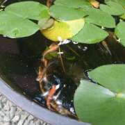 ヒメ日記 2025/01/27 23:09 投稿 高梨 ミセスの手ほどき