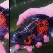 ヒメ日記 2025/02/03 23:04 投稿 高梨 ミセスの手ほどき