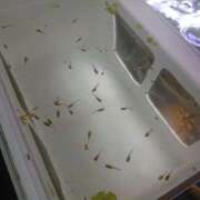 ヒメ日記 2025/02/13 05:25 投稿 高梨 ミセスの手ほどき