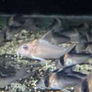 ヒメ日記 2025/02/17 17:38 投稿 高梨 ミセスの手ほどき