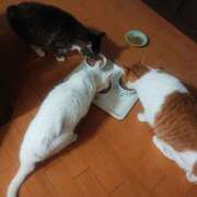 ヒメ日記 2025/03/08 18:54 投稿 高梨 ミセスの手ほどき