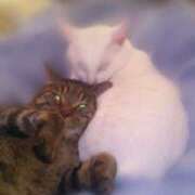 ヒメ日記 2025/05/09 23:01 投稿 高梨 ミセスの手ほどき