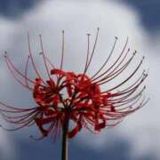 ヒメ日記 2025/10/21 14:28 投稿 苺ショートケーキ お取り寄せスイーツ 女の子市場