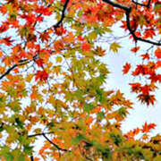 ヒメ日記 2025/11/24 16:21 投稿 苺ショートケーキ お取り寄せスイーツ 女の子市場