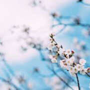 ヒメ日記 2026/03/23 17:51 投稿 苺ショートケーキ お取り寄せスイーツ 女の子市場