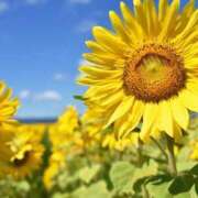 ヒメ日記 2025/08/07 23:48 投稿 ロールケーキ お取り寄せスイーツ 女の子市場