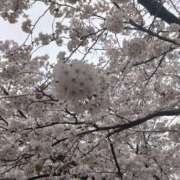 ヒメ日記 2025/04/09 06:47 投稿 しおん 名古屋ちゃんこ