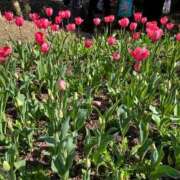 ヒメ日記 2026/03/11 18:06 投稿 めぐ 五反田人妻ヒットパレード（シンデレラグループ）