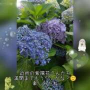 ヒメ日記 2025/06/14 15:51 投稿 香乃(かの) 人妻出逢い会 百合の園 山の手本店