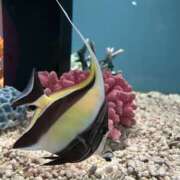 ヒメ日記 2025/01/22 15:47 投稿 むむ スピード日本橋店