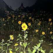 ヒメ日記 2025/11/08 21:27 投稿 むむ スピード日本橋店