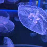 ヒメ日記 2026/04/05 18:17 投稿 桐谷琴音プレミアム -NEO-皇帝別館（中央街）