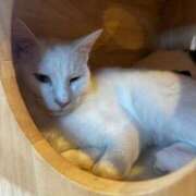 ヒメ日記 2025/01/24 15:23 投稿 かれん フェアリードール