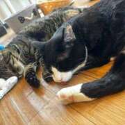 ヒメ日記 2025/02/08 11:04 投稿 かれん フェアリードール