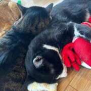 ヒメ日記 2025/04/04 16:33 投稿 かれん フェアリードール