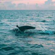 ヒメ日記 2024/12/18 23:46 投稿 さゆみ 性腺熟女100％（デリヘル市場）