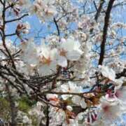 ヒメ日記 2025/04/09 09:15 投稿 きょうこ 栃木宇都宮ちゃんこ