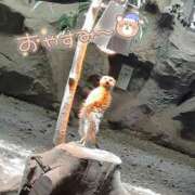 ヒメ日記 2025/05/05 10:10 投稿 きょうこ 栃木宇都宮ちゃんこ