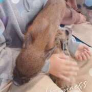 ヒメ日記 2025/11/18 13:55 投稿 きょうこ 栃木宇都宮ちゃんこ