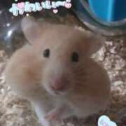 ヒメ日記 2026/01/08 22:15 投稿 きょうこ 栃木宇都宮ちゃんこ